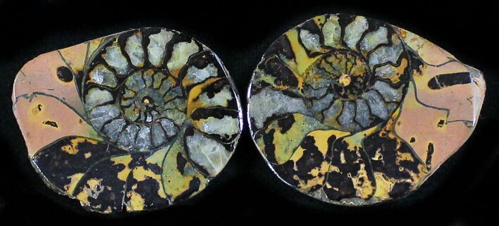 Iron Replaced Ammonite Fossil Pair #27488